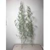 Branch Bamboo H180