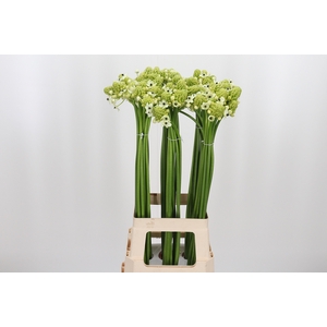 Ornithogalum Saundersiae