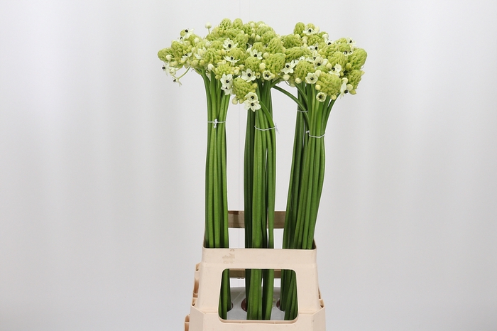 <h4>Ornithogalum Saundersiae</h4>