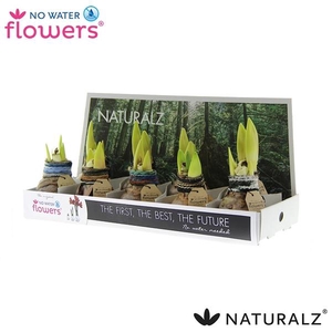 Hipp Waxz Naturalz Deco