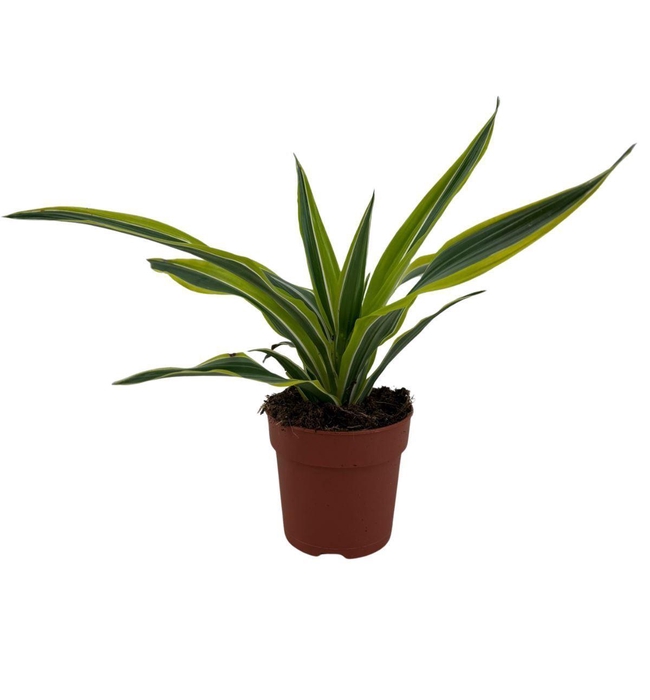 <h4>Dracaena frag. 'Compacta'</h4>