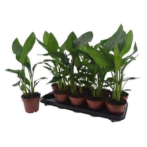 Strelitzia Reginae