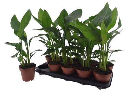 <h4>Strelitzia Reginae</h4>