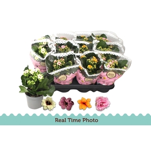 Kal Ge Gem Tweekl Bl