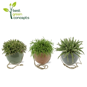 RHIPSALIS GEM