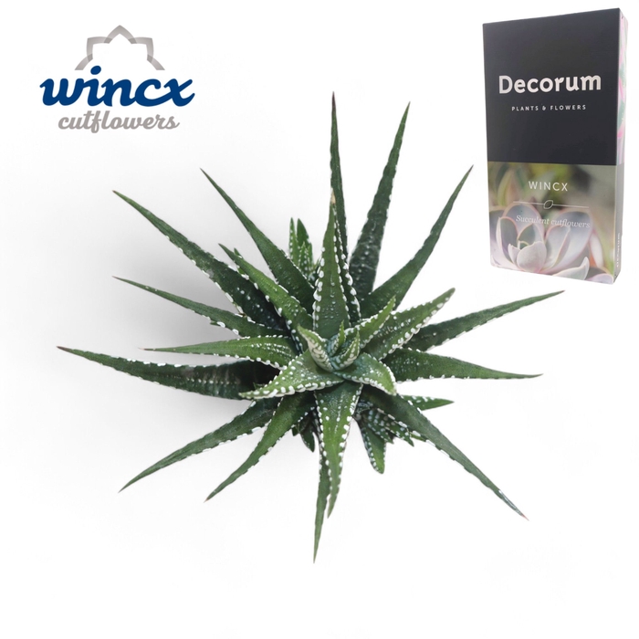 <h4>Haworthia Fasc. Big Band Cutfl Wincx-10cm</h4>