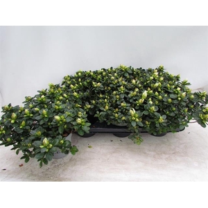 Rhododendron simsii Weisse Sachsenstern 14Ø 32cm 3