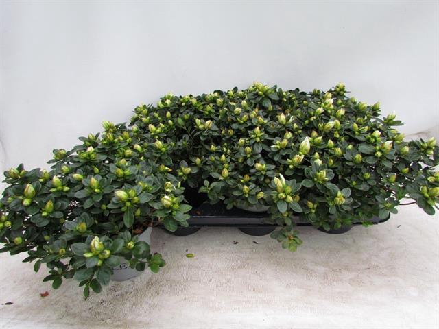 Rhododendron simsii Weisse Sachsenstern 14Ø 32cm 3