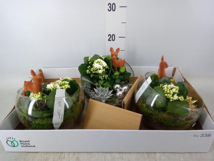 <h4>Arr. Planten L%</h4>