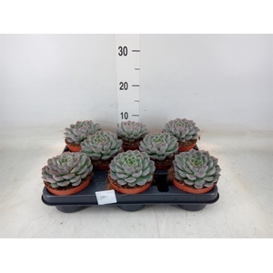 Echeveria   ...