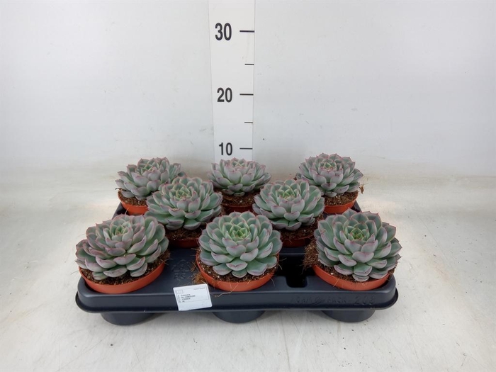 <h4>Echeveria   ...</h4>