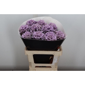 Brassica (fr) Wx Milka