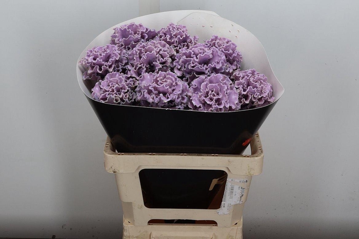 <h4>Brassica (fr) Wx Milka</h4>