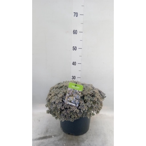 Orostachys furusei