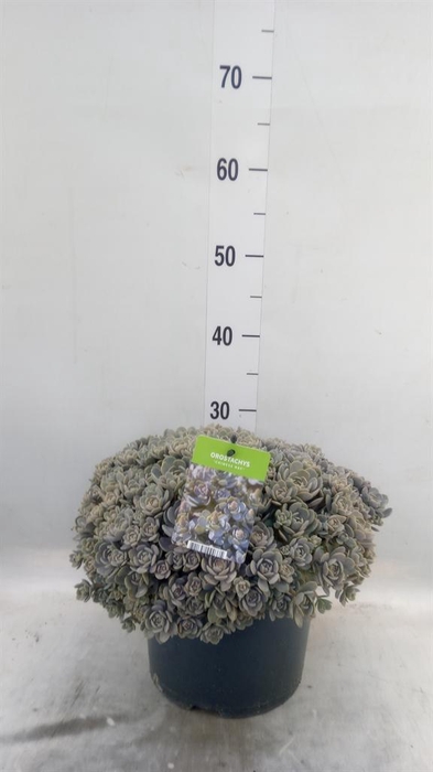 <h4>Orostachys furusei</h4>