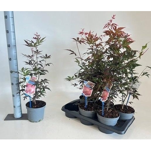 Acer Pa Atropurpureu