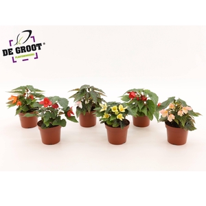 Begonia boliviensis Wendy gemengd