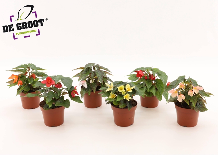 <h4>Begonia boliviensis Wendy gemengd</h4>