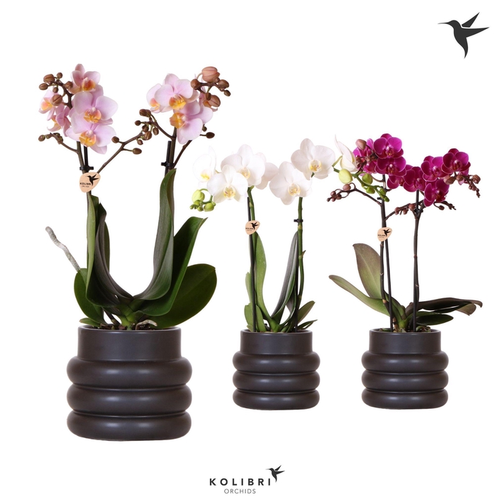 <h4>Kolibri Orchids Phalaenopsis mix 2 spike in Bubble pot black</h4>