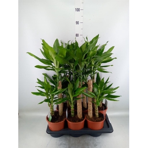 Dracaena frag. 'Steudneri'