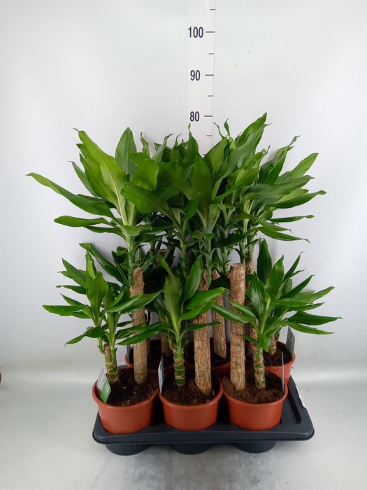 <h4>Dracaena frag. 'Steudneri'</h4>