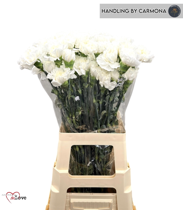 <h4>DI ST ANTARCTICA</h4>