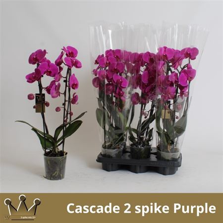 <h4>Phal El Cascade Spike Purple 2 Branches 16+</h4>