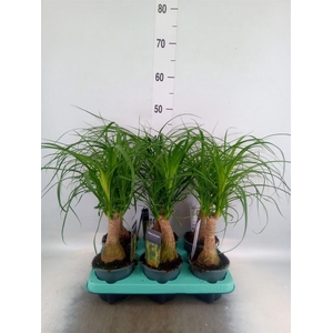 Beaucarnea recurvata