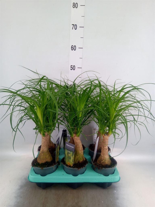 <h4>Beaucarnea recurvata</h4>