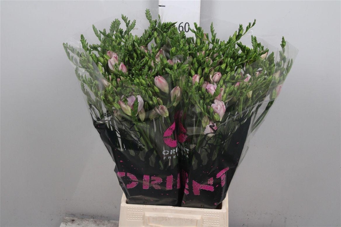 <h4>Fr Du Honeymoon</h4>