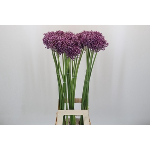Allium Jasmine