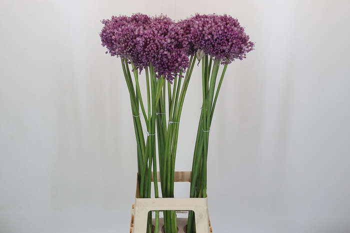<h4>Allium Jasmine</h4>