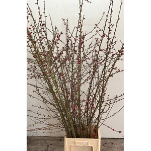 PRUNUS MELRED 150CM