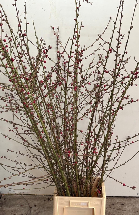 <h4>PRUNUS MELRED 150CM</h4>