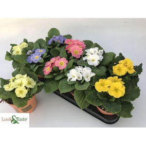 PRIM ACAULIS PASTEL MIX