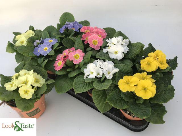 <h4>PRIM ACAULIS PASTEL MIX</h4>