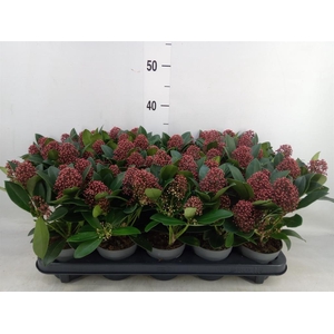 Skimmia jap. 'Rubella'