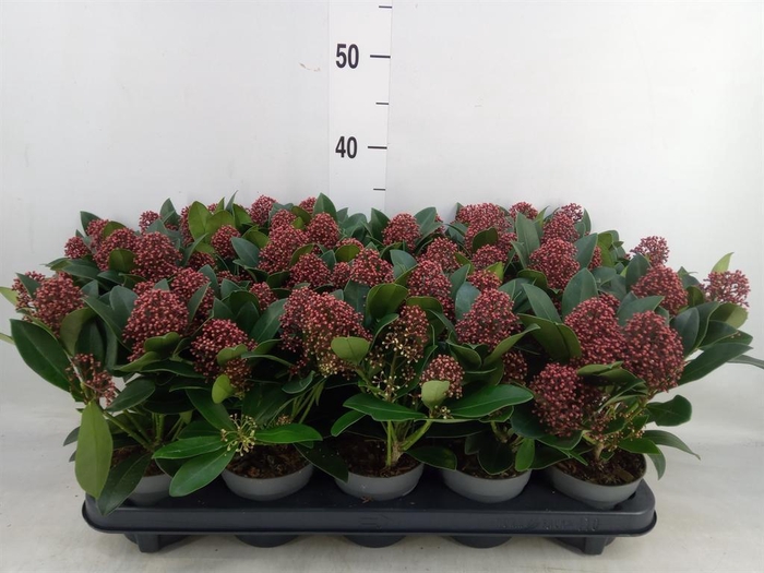 <h4>Skimmia jap. 'Rubella'</h4>