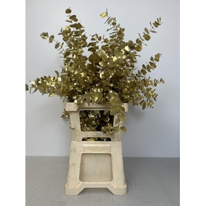 EUC CINEREA PB VERF GOUD