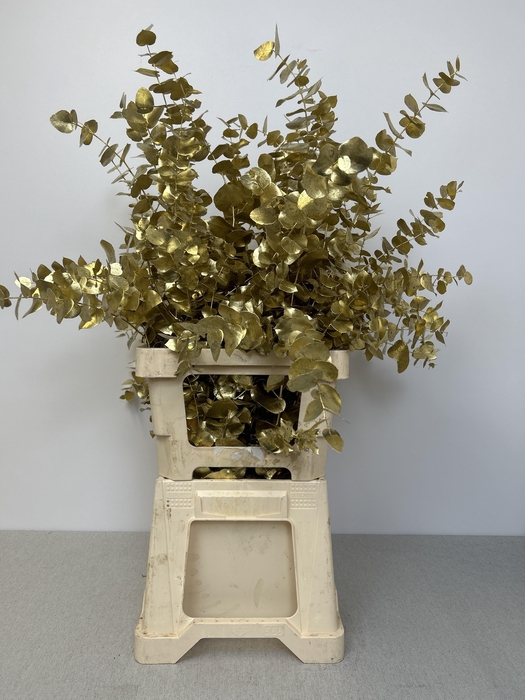 <h4>EUC CINEREA PB VERF GOUD</h4>