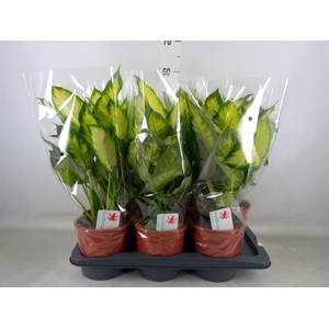 Dieffenbachia  'Camilla'