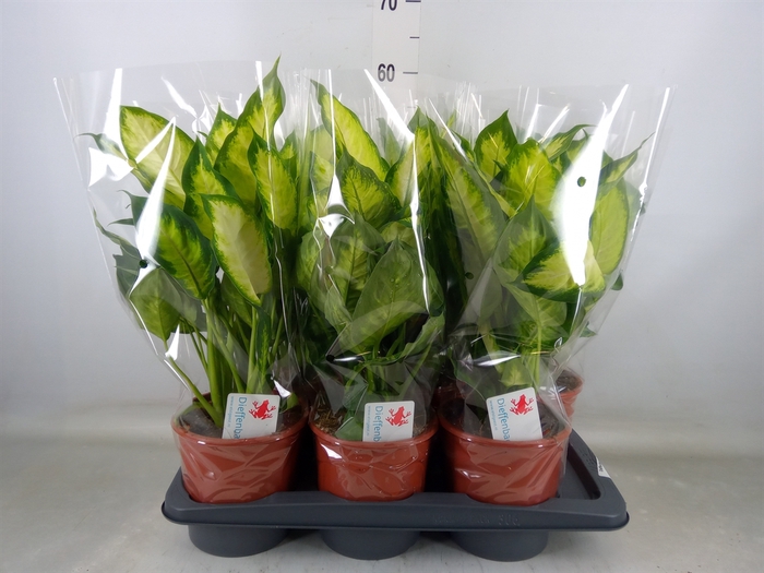 <h4>Dieffenbachia  'Camilla'</h4>