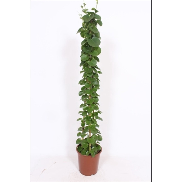 <h4>Cissus rotundifolia piramide</h4>