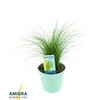 Stipa Tenuifolia Pony Tails
