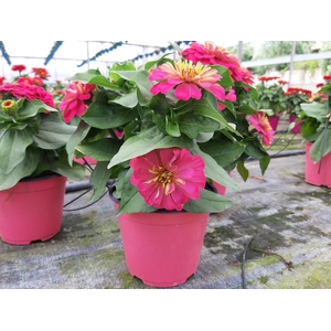 Zinnia gemengd