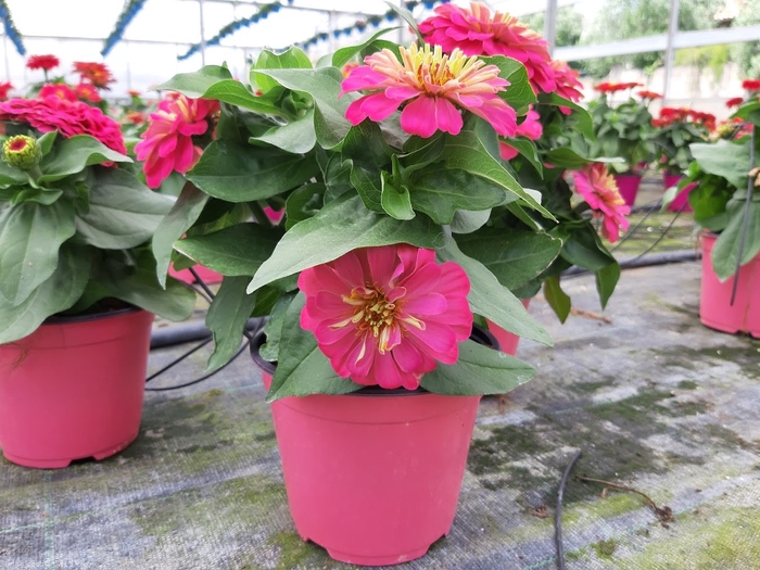 <h4>Zinnia gemengd</h4>