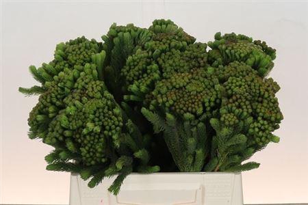 <h4>Brun Albiflora</h4>