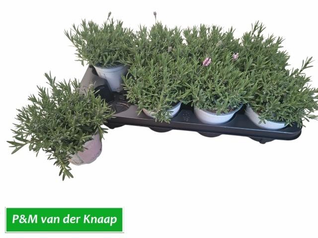 <h4>LAVAN AN ROSEA</h4>