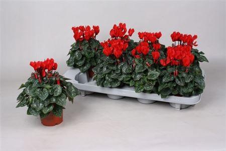 Cycl Kl Sup Verano Red