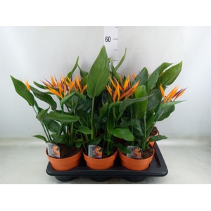 Arr.  Strelitzia L%